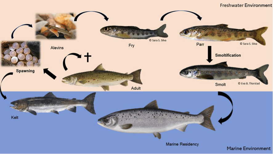 Biologia - ciclo de vida do salmão. Inicia-se nos alevins, fry, parr, smolts, adults e kelt.