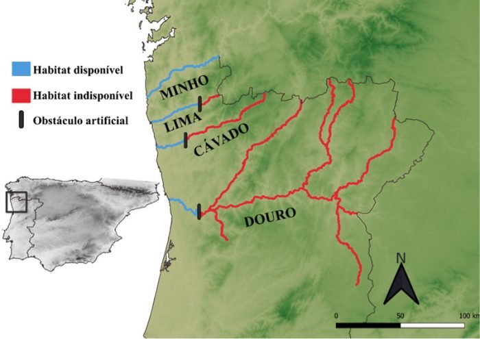 mapa que demonstra a área de intervenção do projeto salmonlink com 4 rios destacados em azul que correspondem ao habitat disponível e em vermelho o habitar indisponível