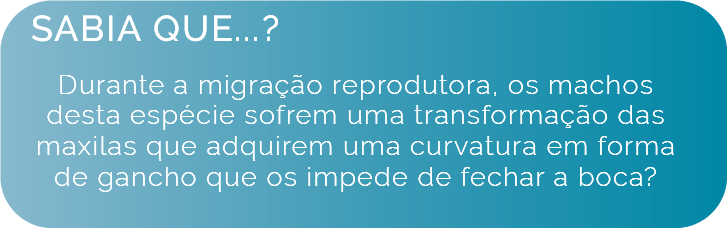 Biologia e Ecologia - Sabia que durante a migração reprodutora, os machos desta espécie sofrem uma transformação das maxilas que adquirem uma curvatura em forma de gancho que os impede de fechar a boca?