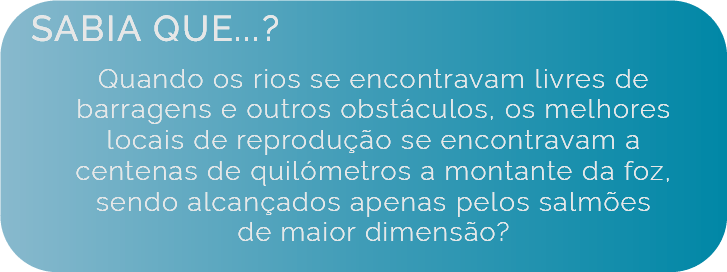 Sabia que Quando os rios se encontravam livres de barragens e outros obstáculos, os melhores locais de reprodução se encontravam a centenas de quilómetros a montante da foz, sendo alcançados apenas pelos salmões de maior dimensão?