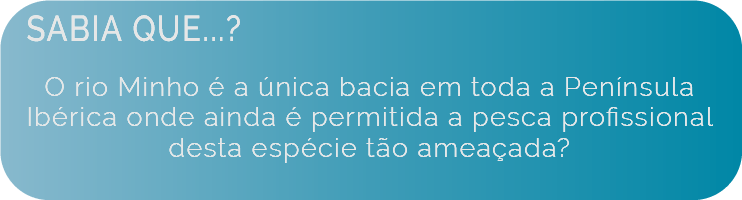 Conservação e ameaças - Sabia que o rio Minho é a única bacia em toda península ibérica onde ainda é permitida a pesca profissional desta espécie tão ameaçada