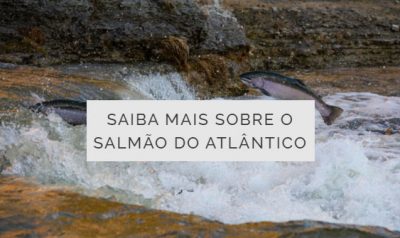 Saiba mais sobre o salmão do atlântico