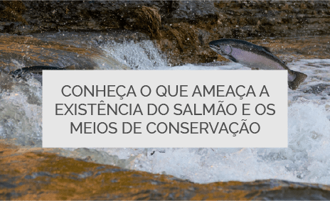 Conheça o que ameaça a existência do salmão e os meios de conservação