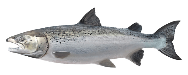 o salmão