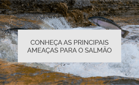 Conheça as principais ameaças para o salmão