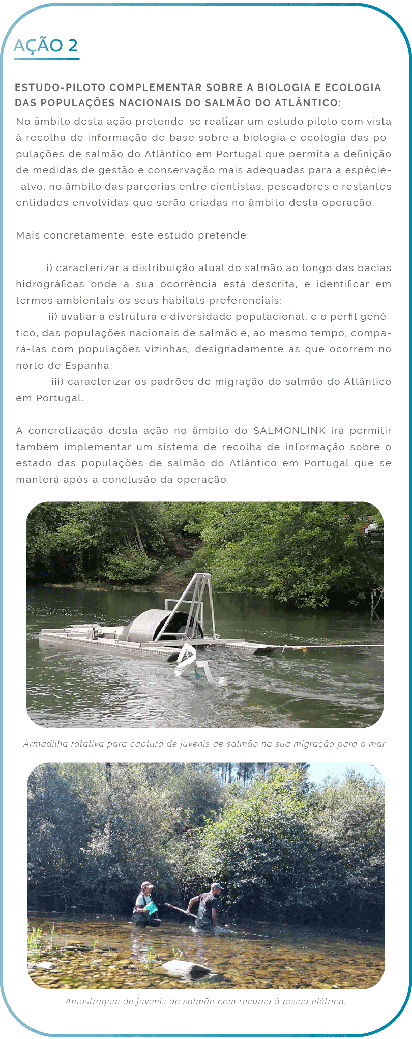 Ação 2. Estudo-piloto complementar sobre a biologia e ecologia das populações nacionais do salmão do Atlântico: No âmbito desta ação pretende-se realizar um estudo piloto com vista à recolha de informação de base sobre a biologia e ecologia das populações de salmão do Atlântico em Portugal que permita a definição de medidas de gestão e conservação mais adequadas para a espécie-alvo, no âmbito das parcerias entre cientistas, pescadores e restantes entidades envolvidas que serão criadas no âmbito desta operação. Mais concretamente, este estudo pretende: i) caracterizar a distribuição atual do salmão ao longo das bacias hidrográficas onde a sua ocorrência está descrita, e identificar em termos ambientais os seus habitats preferenciais; ii) avaliar a estrutura e diversidade populacional, e o perfil genético, das populações nacionais de salmão e, ao mesmo tempo, compará-las com populações vizinhas, designadamente as que ocorrem no norte de Espanha; iii) caracterizar os padrões de migração do salmão do Atlântico em Portugal. A concretização desta ação no âmbito do SALMONLINK irá permitir também implementar um sistema de recolha de informação sobre o estado das populações de salmão do Atlântico em Portugal que se manterá após a conclusão da operação.