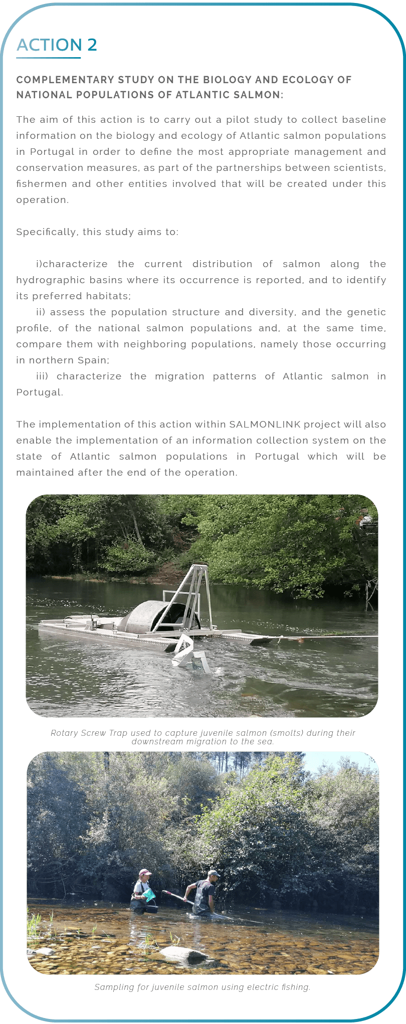 Action 2. Complementary study on the biology and ecology of national populations of Atlantic salmon: The aim of this action is to carry out a pilot study to collect baseline information on the biology and ecology of Atlantic salmon populations in Portugal in order to define the most appropriate management and conservation measures, as part of the partnerships between scientists, fishermen and other entities involved that will be created under this operation. Specifically, this study aims to: i)characterize the current distribution of salmon along the hydrographic basins where its occurrence is reported, and to identify its preferred habitats; ii) assess the population structure and diversity, and the genetic profile, of the national salmon populations and, at the same time, compare them with neighboring populations, namely those occurring in northern Spain; iii) characterize the migration patterns of Atlantic salmon in Portugal. The implementation of this action within SALMONLINK project will also enable the implementation of an information collection system on the state of Atlantic salmon populations in Portugal which will be maintained after the end of the operation.