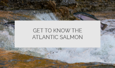 get to know the atlantic salmon