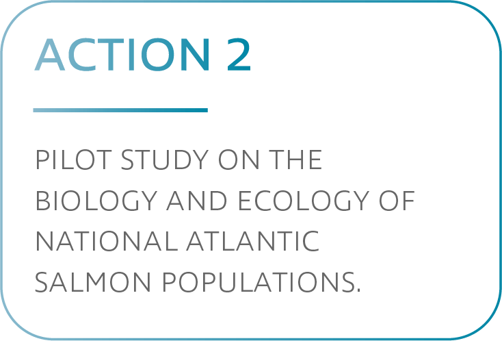 Action 2. Pilot study on the biology and ecology of national atlantic salmon population
