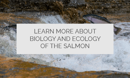 Learn more about biology and ecology of the salmon