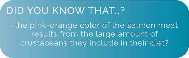 Did you know that the pink-orange color of the salmon meat results from the large amount of crustaceans they include in their diet?