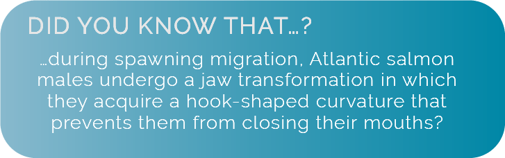 Did you know that during spawning migration, Atlantic salmon males undergo a jaw transformation in which they acquire a hook-shaped curvature that prevents them from closing their mouths.