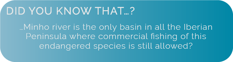 Did you know that Minho river is the only basin in all the Iberian Peninsula where commercial fishing of this endangered species is still allowed?