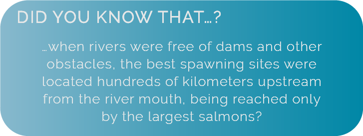 Did you know that when rivers were free of damns and other obstacles, the best spawning sites were located hundreds of kilometers upstream from the river mouth, being reached only by the largest salmons.